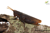 CollectionObject 1849351; 22df537f-02b1-4054-9e65-d4fe8568203c, Unioeste Cascavel K-0039A: Female, in vivo. Lateral view. (CollectionObject).