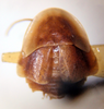 Myrmecoblatta wheeleri Hebard, 1917: Photo taken by Heidi Hopkins. (Otu).