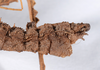 CollectionObject 1560972; ec60e166-052f-4a8a-9fb5-0abeebf275aa: copyright ANSP. male: end of abdomen, lateral view (holotype). (CollectionObject).