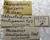CollectionObject 1505769; 27b8f3fd-cdf3-4c4c-a1d1-555e9366d329: labels (syntype). (CollectionObject).