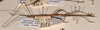 CollectionObject 1559398; 0c1e583d-db6b-441f-b256-6093520e1db6: copyright OUMNH. male of synonym Lonchodes dispar, lateral view (holotype). (CollectionObject).