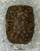 CollectionObject 1581376; 59bc794b-232e-463a-8ac0-005b3ce961cc: copyright MZSP. egg, lateral view. (CollectionObject).;CollectionObject 1581377; d45c686c-a707-4895-a1dc-935a9f403e39: copyright MZSP. egg, lateral view. (CollectionObject).;CollectionObject 1581378; 7170e432-3969-4793-b5be-5351c968f6f2: copyright MZSP. egg, lateral view. (CollectionObject).