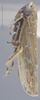 Habitus, lateral view: !! display not done !! on Amplicephalus (Amplicephalus) marginellanus (Metcalf, 1955): (Observation).