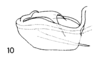 Aedeagus, lateral view: (Observation).