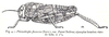 Prionotropis flexuosa (Serville, 1838): Fig. 4. female habitus (Prionotropis flexuosa var. perezii). (Otu).