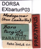 CollectionObject 1581439; 8db9e928-ae55-4753-9dcd-15480abb786e: labels (paratype). (CollectionObject).