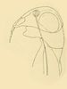 Head, lateral view on Chinaia bella Bruner & Metcalf, 1934: Head, pronotum and mesonotum, lateral view. (Observation).