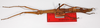 CollectionObject 1562383; bb24c673-e74e-40ee-93c7-fcfeacd4cacc: copyright ZMB, Berlin. female (syntype). (CollectionObject).;CollectionObject 1562384; d3ae3f62-92cf-49f3-89af-34838899ffec: copyright ZMB, Berlin. female (syntype). (CollectionObject).