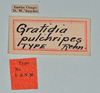 CollectionObject 1558057; d5c4f1ba-3460-4fd3-a166-fc7df23d03dd: copyright USNM, Washington. (CollectionObject).