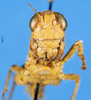 CollectionObject 1537582; e88c3f6c-9742-4fa6-bc49-79666e58b417: female, frontal view (holotype). (CollectionObject).