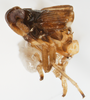 Habitus, lateral view: !! display not done !! on Pissonotus dentatus Morgan & Beamer, 1949: (Observation).
