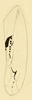 Forewing on Chinaia bella Bruner & Metcalf, 1934: forewing. (Observation).