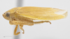 Habitus, lateral view: (Observation).