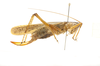 female, lateral view. Depicts CollectionObject 1578277; cb597075-ddd1-4cec-a0fe-947a4f0f4250, a CollectionObject.