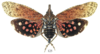 Habitus, dorsal view on Diareusa conspersa Schmidt, 1906: (Observation).