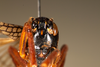 CollectionObject 1531237; cc43f315-e9ff-4f2e-98ee-d6d54d6eda3f: female, anterior view (holotype). (CollectionObject).