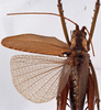CollectionObject 1534506; ce5c044c-63a5-4c64-bd5b-3821a3e5c63a: male, dorsal view (holotype). (CollectionObject).