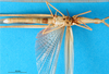 Truxalis nasuta (Linnaeus, 1758): male, ventral view (holotype of Truxalis miniata). (Otu).