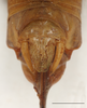 CollectionObject 1586806; 90a76c4a-207a-4318-98c7-78b74c4b817d: female abdomen tip, dorsal view, scale bar 5 mm. (CollectionObject).