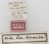 CollectionObject 1532430; 8b288220-77c0-4218-8096-a2bf1dfa0412: labels (holotype). (CollectionObject).