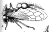 Habitus, lateral view on Cyphonia intermedia Sakakibara, 1968: (Observation).