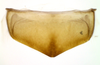 Sternite VIII (male) on Polana (Culumana) torqua (DeLong & Freytag, 1972): Male specimen [DZRJ]: sternite VIII, ventral view. (Observation).