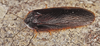 CollectionObject 1575721; b3bc7dfb-583f-4375-b4b7-9617edc6cba7: (CollectionObject).