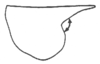 Neoconocephalus lyristes (Rehn & Hebard, 1905): shape of pronotum. (Otu).