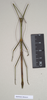 CollectionObject 1559453; 578e9e2a-4691-4089-8e01-37838b64286b: copyright Natural History Museum, London. male (paratype). (CollectionObject).;CollectionObject 1559454; ebecc9ec-62c2-4dee-968b-3db0f117c7ff: copyright Natural History Museum, London. male (paratype). (CollectionObject).