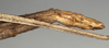 CollectionObject 1557438; 1f743a61-a5b0-4aeb-9472-68b58417f297: copyright NMW, Vienna. female: end of abdomen, lateral view of synonym Palophus transvaalensis (syntype). (CollectionObject).