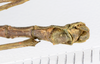 CollectionObject 1557081; ee83db3c-c298-4bfd-97a6-4bf99992b93a: copyright ZMUH, Hamburg. male, ventral view (syntype). (CollectionObject).;CollectionObject 1557082; 23000b72-56cc-4352-b179-0532f7f9af54: copyright ZMUH, Hamburg. male, ventral view (syntype). (CollectionObject).;CollectionObject 1557083; 6768d7bd-8771-437c-a457-e6fa230fbd93: copyright ZMUH, Hamburg. male, ventral view (syntype). (CollectionObject).