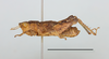 CollectionObject 1597832; 8580cf47-73c9-4884-a94d-71990d429bf6: male, lateral view. (CollectionObject).