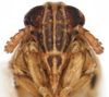 Head: !! display not done !! on Muellerianella laminalis (Van Duzee, 1897): (Observation).