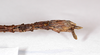 CollectionObject 1557656; MNCN(SF IMPORT DUPLICATE) 7099, be01a2a1-c483-4ffc-ac37-45e19b90ed4a: copyright MNCN, Madrid. female: end of abdomen, ventral view (syntype). (CollectionObject).