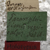 CollectionObject 1505626; 4726fd52-9723-4159-b173-2fa41ed1c114: labels (holotype). (CollectionObject).