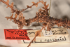 CollectionObject 1562296; 0bd61acf-dea1-40a4-abaa-e9a76976d357: copyright OUMNH. female, lateral view of Ceroys laciniatus (holotype), copyright OUMNH. (CollectionObject).