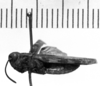 CollectionObject 1506458; 7cedcffe-f838-483f-8bd2-51b8af931191: Image Carbonell, C.S. male, lateral view (holotype or syntype). (CollectionObject).