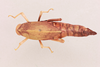 CollectionObject 2046885; a81b604c-e539-42a4-bc62-7cbf31bc0bda, NHMUK015982313: female, dorsal view (paratype of Parabullacris vansoni). (CollectionObject).