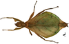 CollectionObject 1582865; Depo SF.DepoID 3769, Coll. RC 16-128, db33c123-fb4a-4fa2-aac7-a5b1a7942d21: copyright Royce Cumming. female, dorsal view (paratype). (CollectionObject).