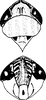 Head: !! display not done !! on Lamprotettix yunnanensis Dai, Shen & Zhang, 2003: Head. (Observation).