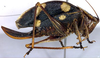 Veria colorata Walker, 1869: female, lateral view (not a type). (Otu).