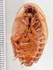 Hemiblabera pabulator Rehn & Hebard, 1927: Photo taken by Heidi Hopkins. (Otu).