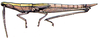 Achurum carinatum (Walker, 1870): male, Georgia. (Otu).