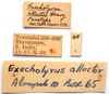 CollectionObject 2628033; CNMS 45, 17debbbe-5e64-4c0b-b21e-485a9d81dbb3, CNMS 45: label. paratype. (CollectionObject).