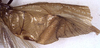 CollectionObject 1517623; c4e742a1-bdad-4f25-a343-e32d68f59fbc: male right tegmen (holotype). (CollectionObject).
