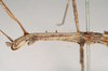 CollectionObject 1556952; NHMUK(SF IMPORT DUPLICATE) 844974-844975, a895fb1e-3f78-4fd2-b3a3-929a25a06fb2: copyright Natural History Museum, London. female: head and thorax, lateral view of Anophelepis rhipheus (syntype). (CollectionObject).