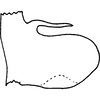 Pygofer, lateral view on Ayubiana lantanae Ahmed, 1969: Pygofer, lateral view (E. Nepal). (Observation).