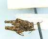 CollectionObject 1598168; 6d8d8833-652f-4821-9674-4b8942d1816f: larve, no type (dorsal view). (CollectionObject).