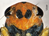 Head on Atkinsoniella zaihuai Yang & Meng, 2011: (Observation).