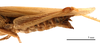 CollectionObject 1538206; 6aead1fc-afce-4f9f-bbae-a244730bddea: female abdomen, lateral view (holotype of Pyrgomorpha cyprica Steinmann, 1967). (CollectionObject).